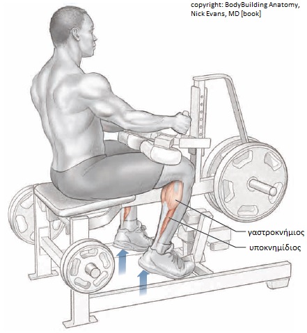 Όνομα: calves2.jpg Εμφανίσεις: 3737 Μέγεθος: 59,3 KB