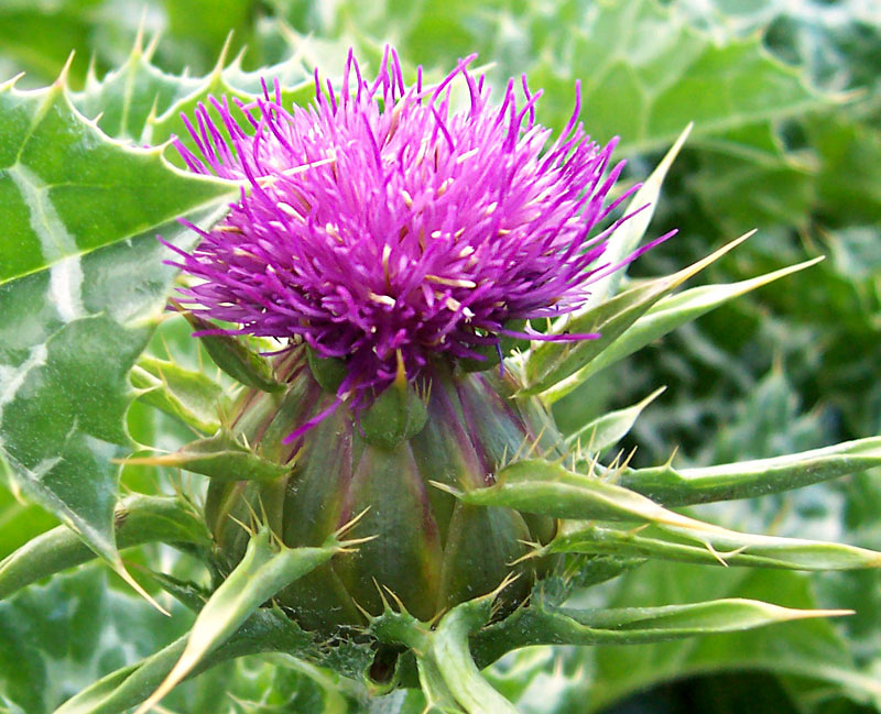 Όνομα: Milk_thistle_flower.jpg Εμφανίσεις: 6110 Μέγεθος: 150,4 KB