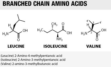 Όνομα: branched-chain-amino-acids.jpg Εμφανίσεις: 290 Μέγεθος: 17,7 KB