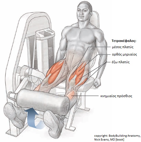 Όνομα: leg extension.jpg Εμφανίσεις: 4541 Μέγεθος: 68,7 KB