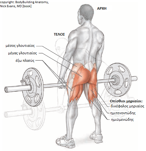 Όνομα: hamstring2.png Εμφανίσεις: 4592 Μέγεθος: 179,4 KB