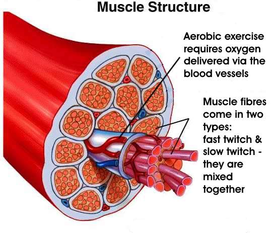 Όνομα: muscle.jpg Εμφανίσεις: 18614 Μέγεθος: 41,3 KB