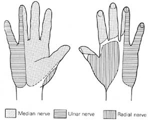 Όνομα: hand-nerve.jpg Εμφανίσεις: 30695 Μέγεθος: 11,2 KB