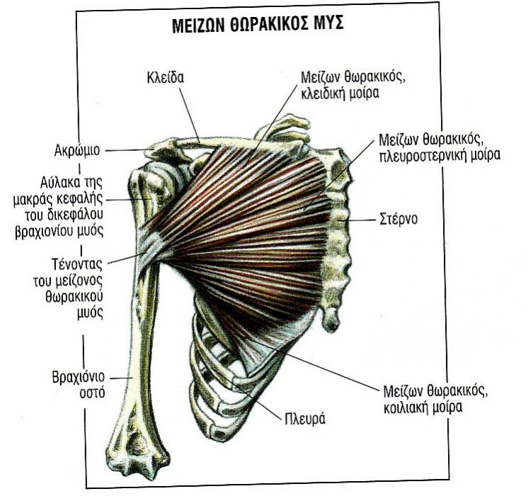 Όνομα: μείζων θωρακικός.jpg Εμφανίσεις: 18663 Μέγεθος: 79,1 KB